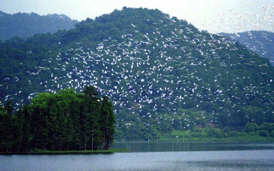 白鹭湖生态保护区,由白鹭湖和白鹭岛组成,凭借优越的原生环境,吸引了