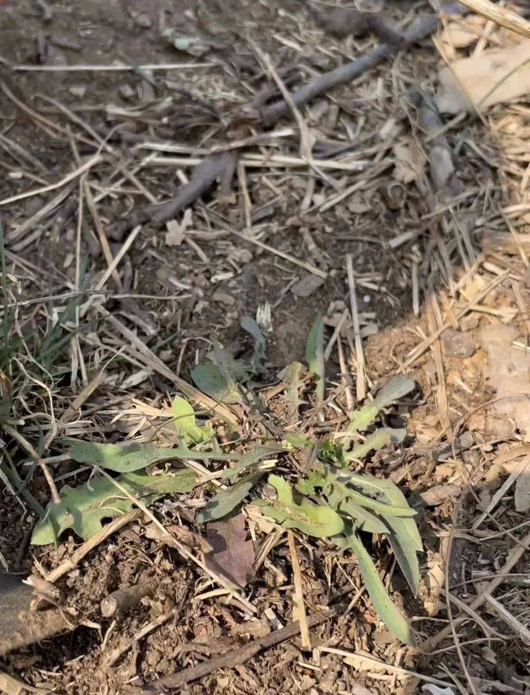 走拿起小铲子和小编一起挖野菜