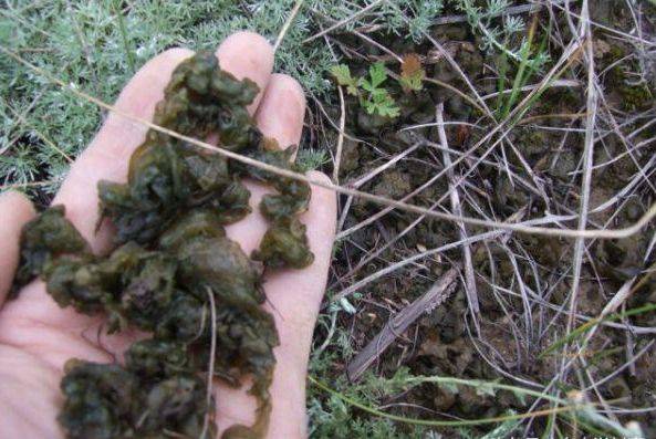 原创农村打雷后才出现被称作雷公屎据说比燕窝还营养