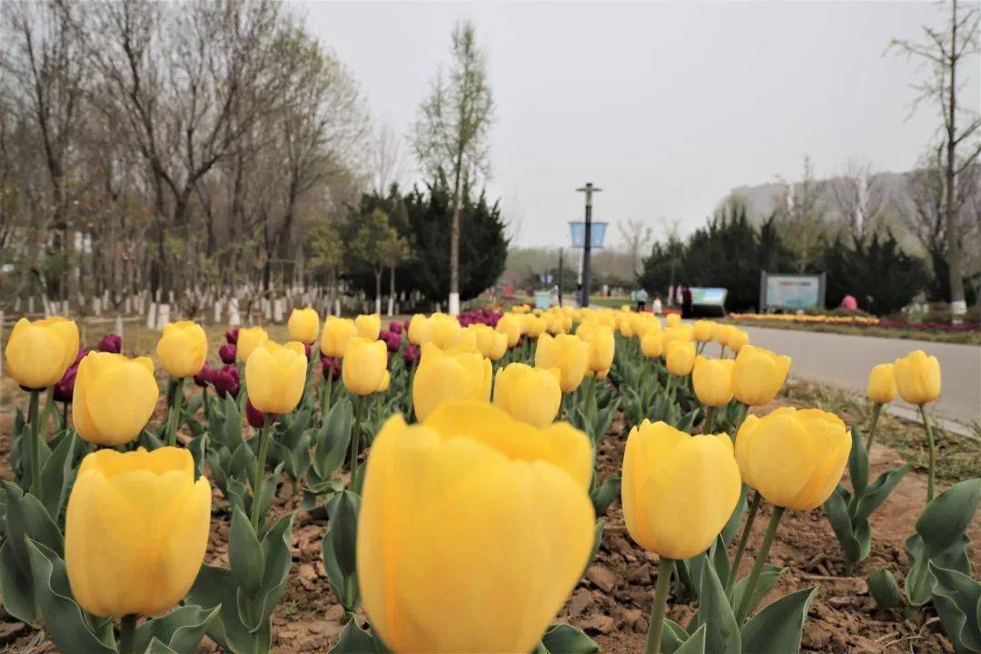 赏花正当时杨家河公园蓼河公园郁金香开啦