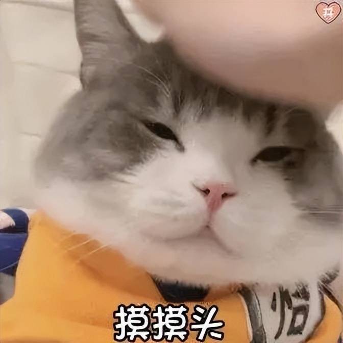 猫咪为什么喜欢摸头杀?