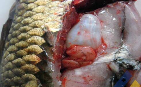 小病不小淡水鱼类养殖中不容忽视的气泡病