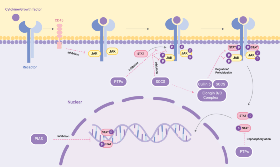 JAK-STAT 通路与炎症和自身免疫性疾病 | MedChemExpress_细胞因子_受体_调节