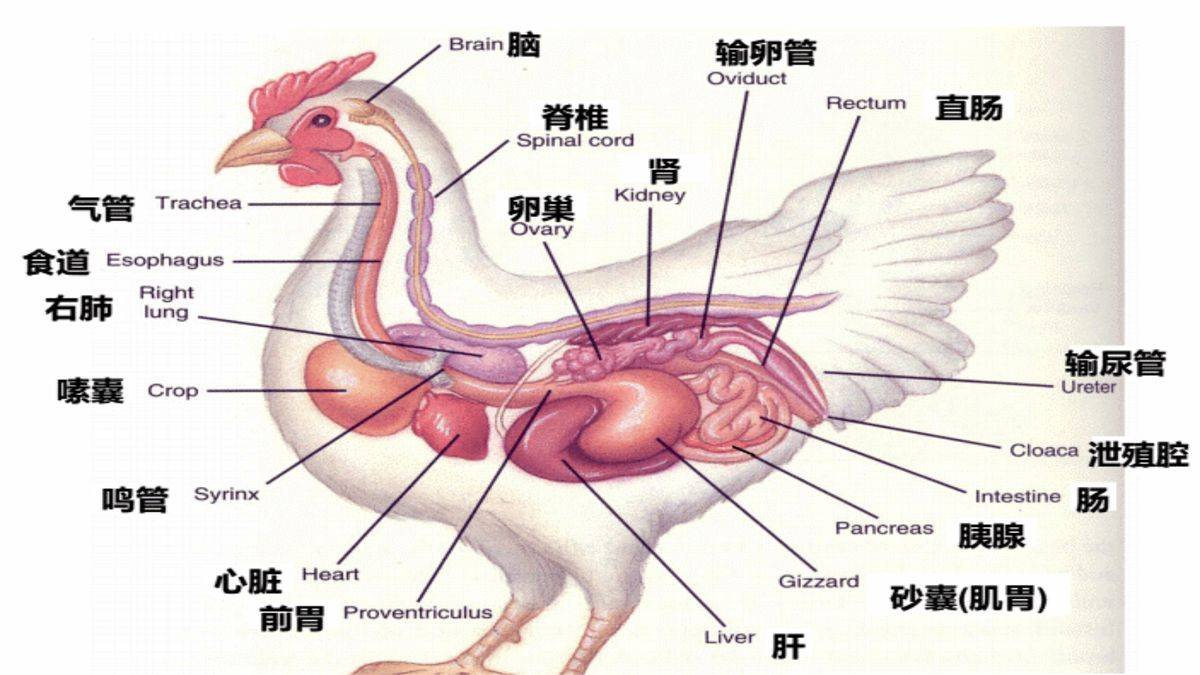 母鸡生理解剖面图图片
