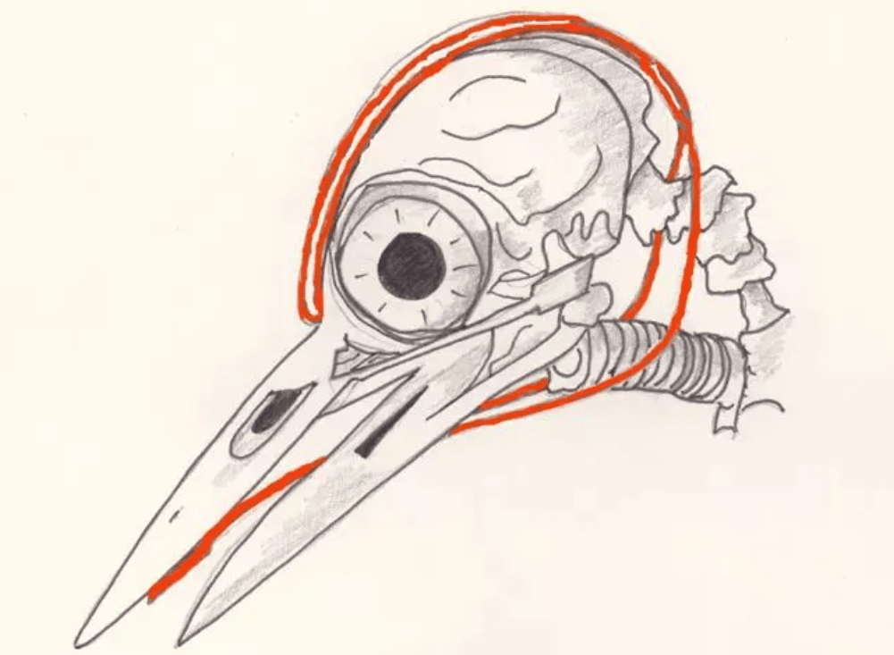 啄木鸟家族与其他鸟类最大的不同就在于其头部结构