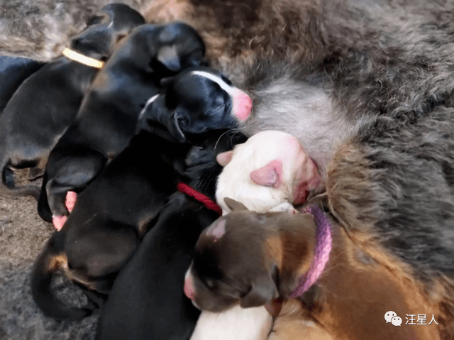 救援组织救下一只怀孕的流浪狗想到它会生很多但没想到这么多