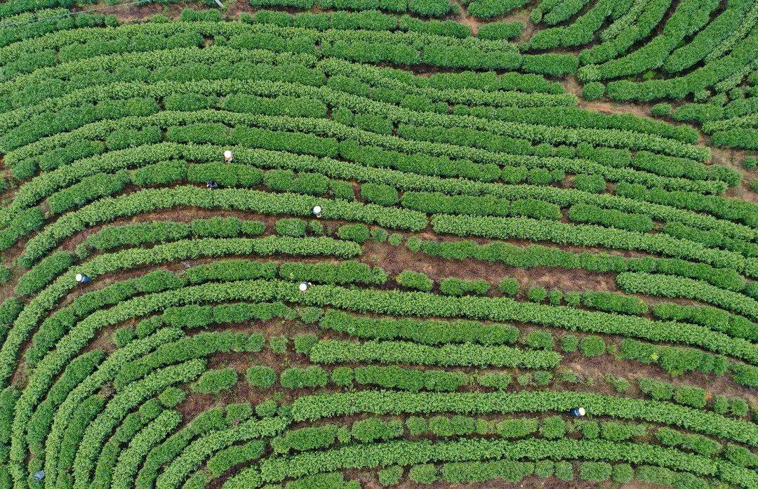 茶叶一条致富路 景宁做大做强茶产业 助农增收促共富_发展_加工_种植