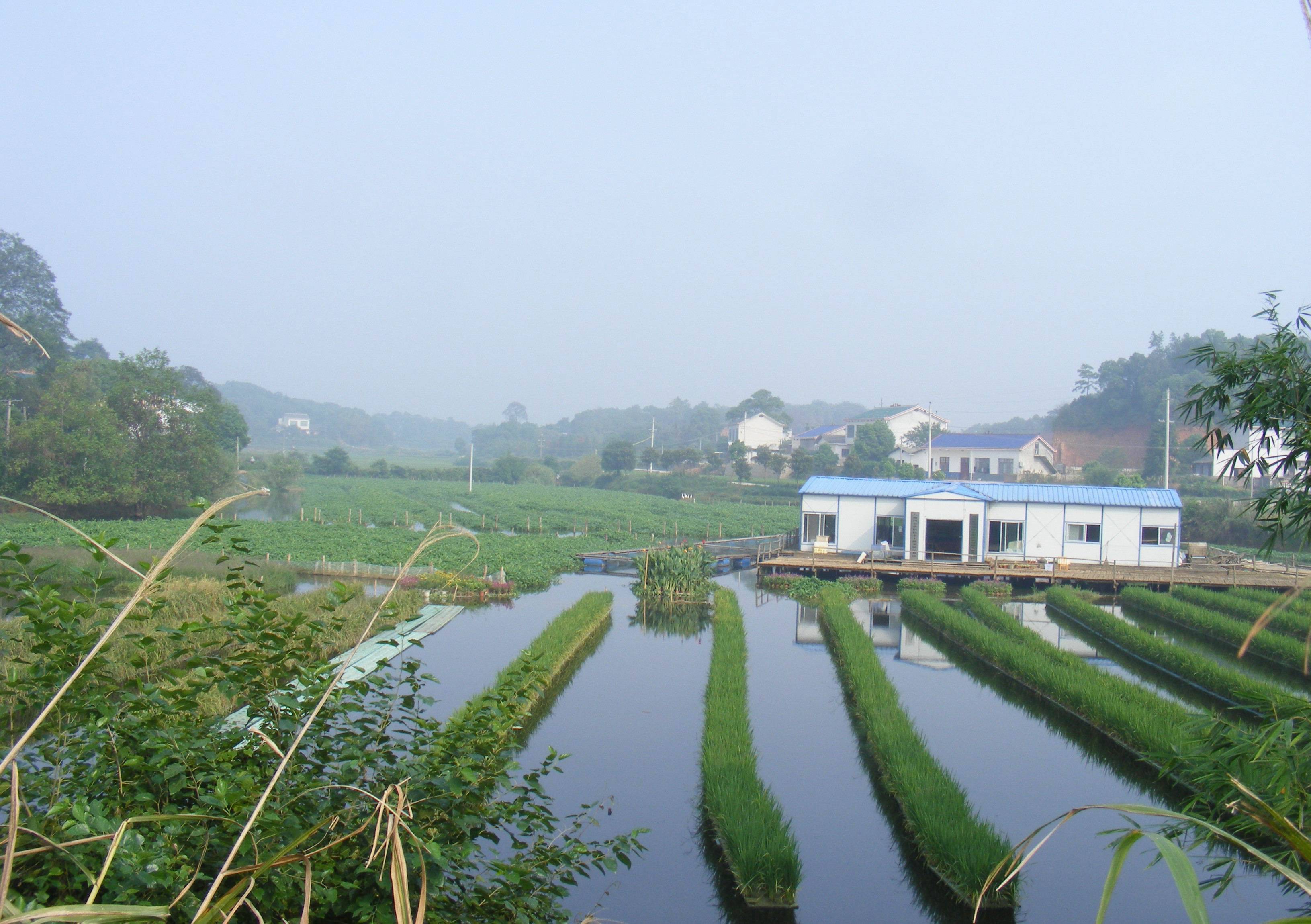 果博水上种植技术天使傅珍检希望山水河道更绚美(图4)