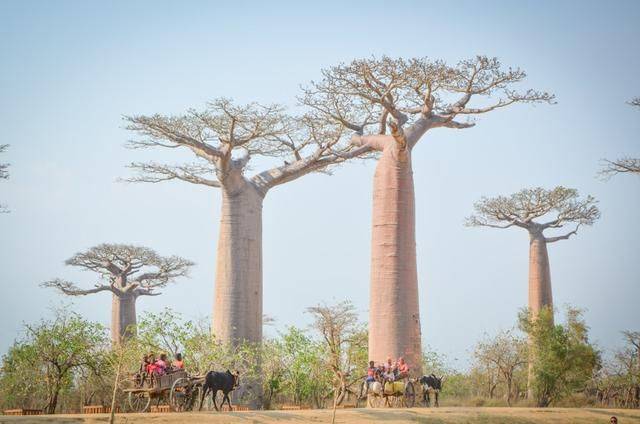 马达加斯加猴面包树大道：一生必去一次的地方，见证地球奇迹