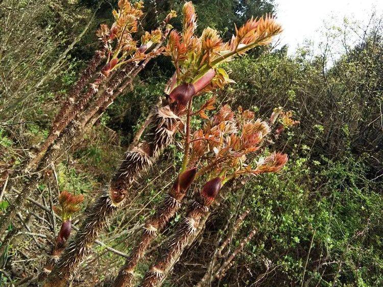 原创东北山野菜再也不怕认不全了都摆出来看看明明白白的