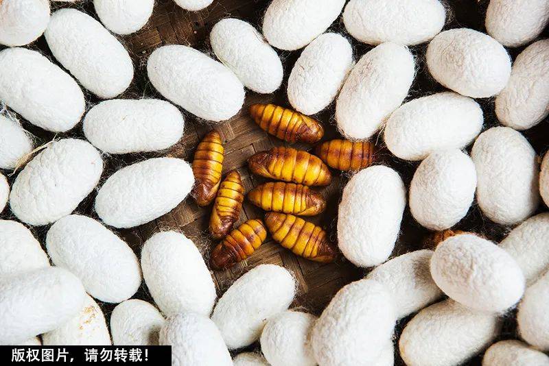 蚕蛹长得那么可怕，为什么还有人爱吃？它的营养价值超出你的想象