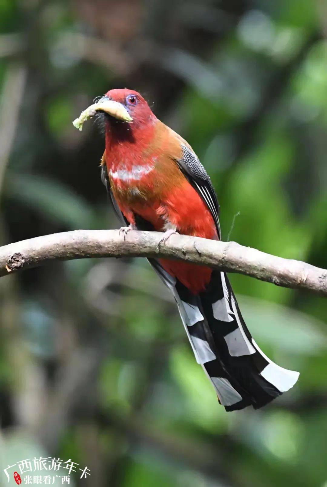 摄影大师多年坚守弄岗拍摄的百鸟朝凤真绝了广西旅游年卡