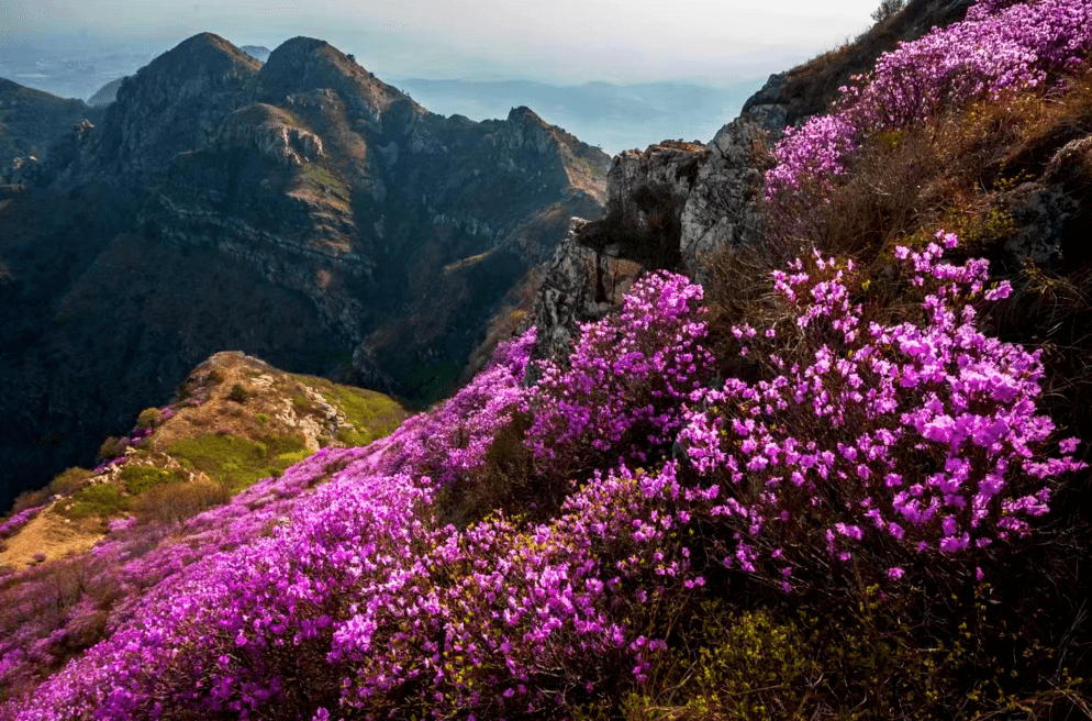 大连金普新区大黑山第一朵杜鹃花开了绝美盛花期进入倒计时
