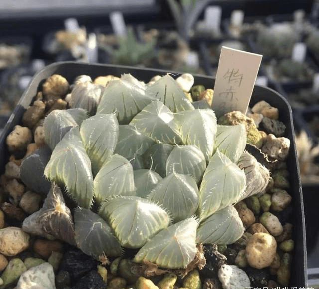 一棵冰灯玉露,直播间卖150,实际20块,被割韭菜的新手花友_价格_商家