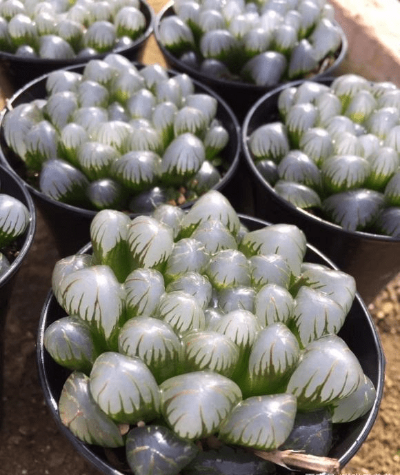 一棵冰灯玉露,直播间卖150,实际20块,被割韭菜的新手花友_价格_商家