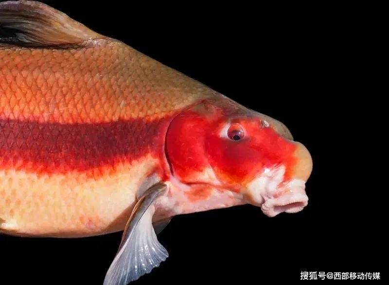 长江保护鱼类图片大全图片