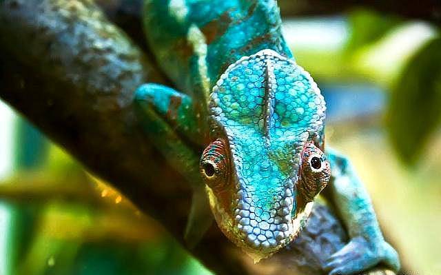 为什么变色龙会变色擅长伪装这和它体内的细胞有关