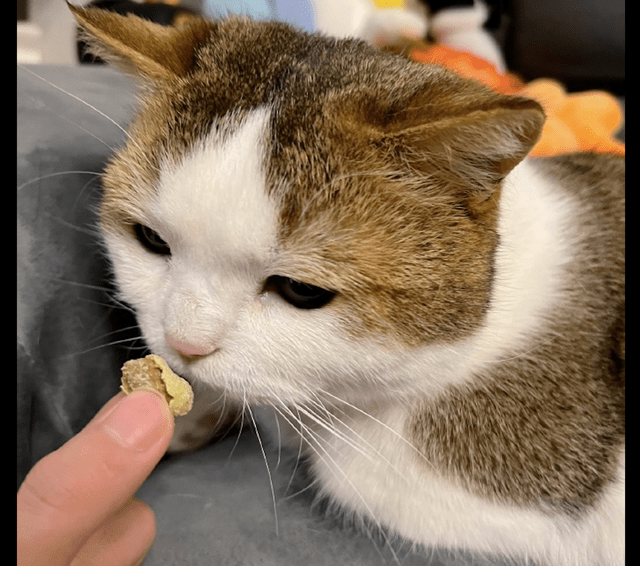 原创主人给猫咪闻了一下芥末花生它就坐到一边生气了莫名其妙呀