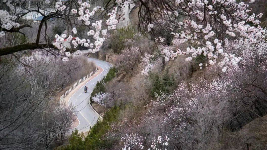 人間四月西巖山,煙雲嫋嫋,恍若天上人間……_鳳城_定西_杏花