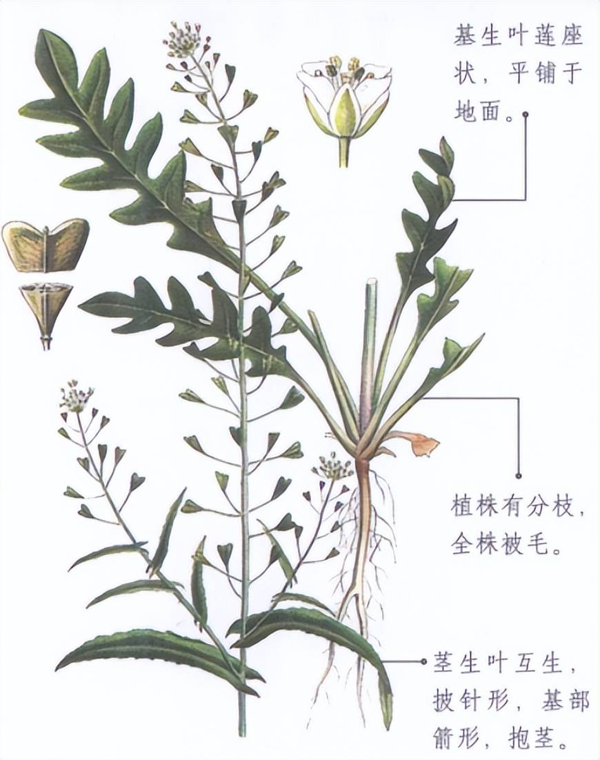别再乱挖野菜吃了,严重可致命!快告诉家里人_食用_荠菜_图典