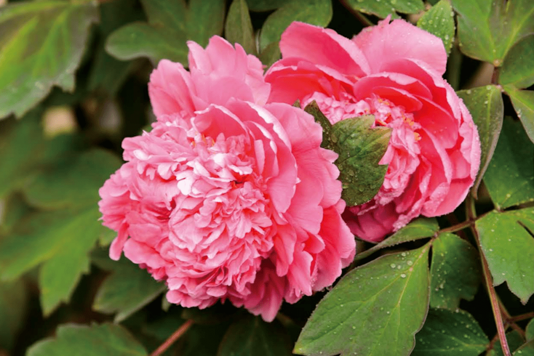 美了400年菏泽牡丹王惊艳全国看过才知道什么是国色天香