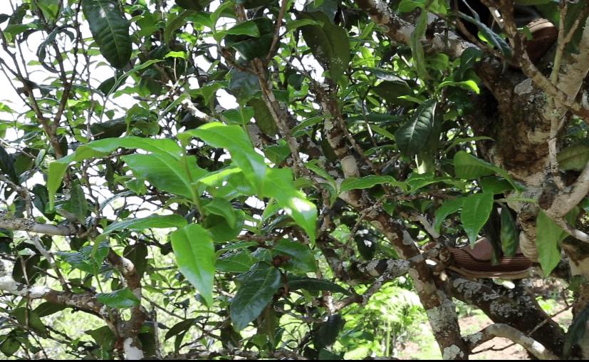 老徐談茶特別節目邦東古樹單株為何都長在石縫裡茶湯細膩甜度高