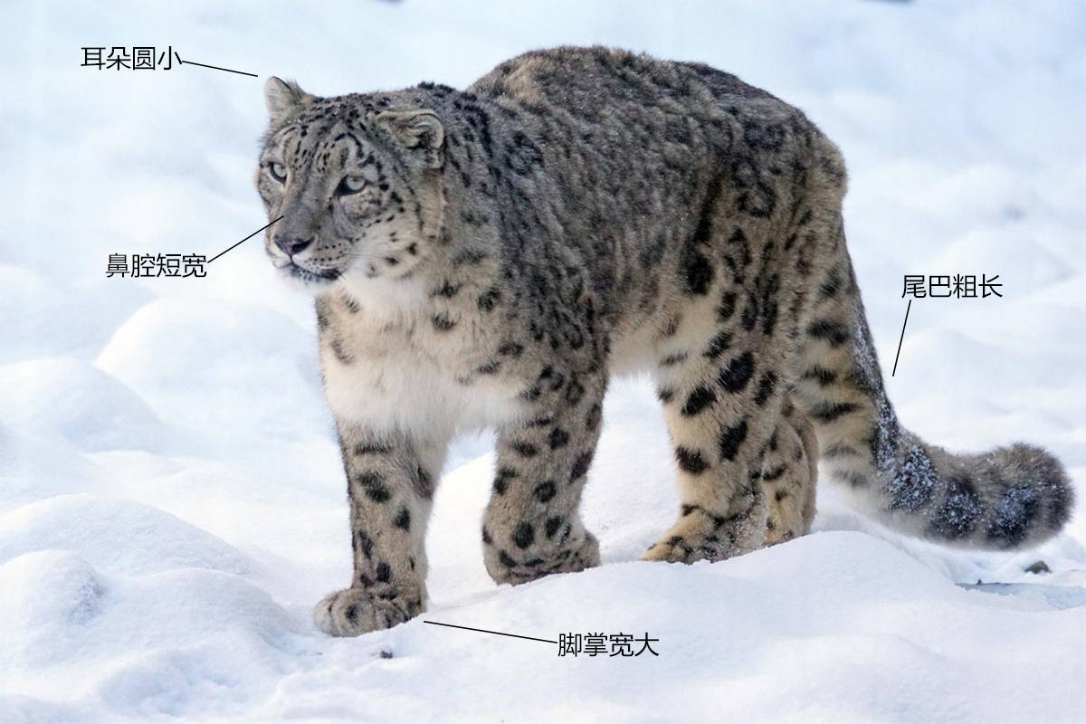 与其他猫科动物相比,雪豹有着一条粗又长的大尾巴,除了能让它们在裸岩