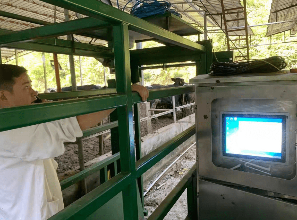 构建数字牛羊智慧牧场养殖示范中恒国科智能称重分群为畜牧增效