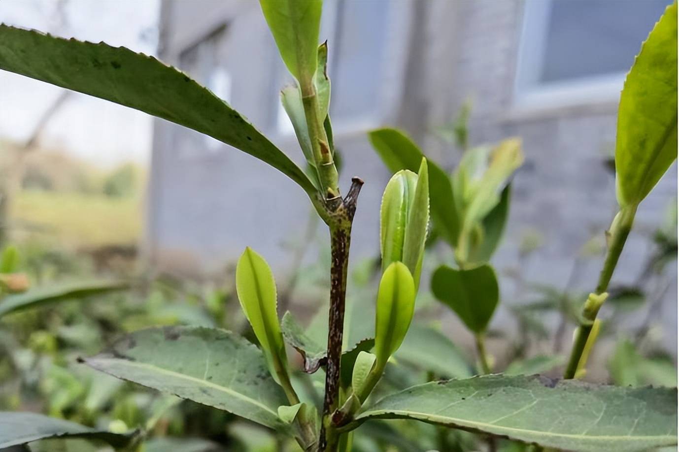 江苏新沂马陵山镇绿芽变金芽