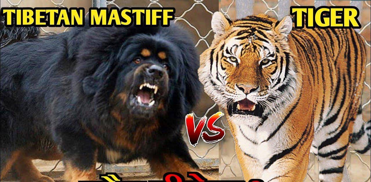 3只藏獒vs1头老虎猫科二哥能够支撑多久呢