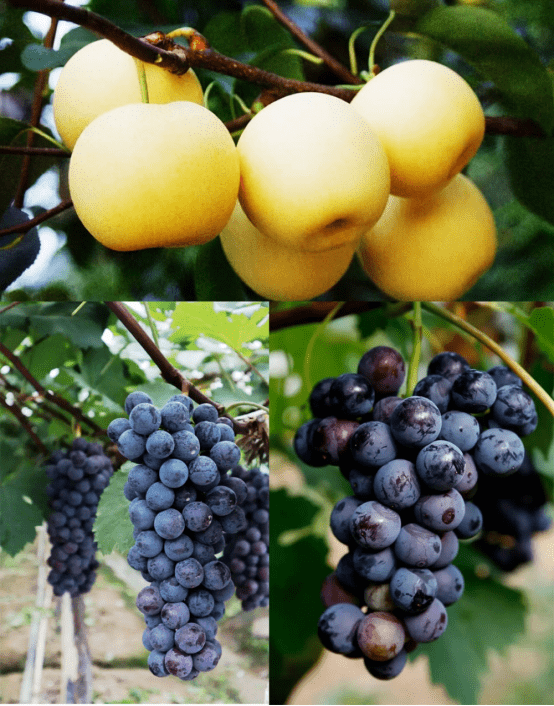 摘果忙柏杨湖生态农庄开启亲子采摘之旅畅享童年快乐