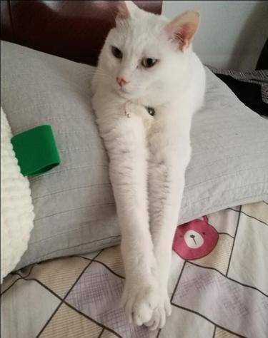 原创看到猫猫晒大长腿强迫症犯了想给它们穿裤衩