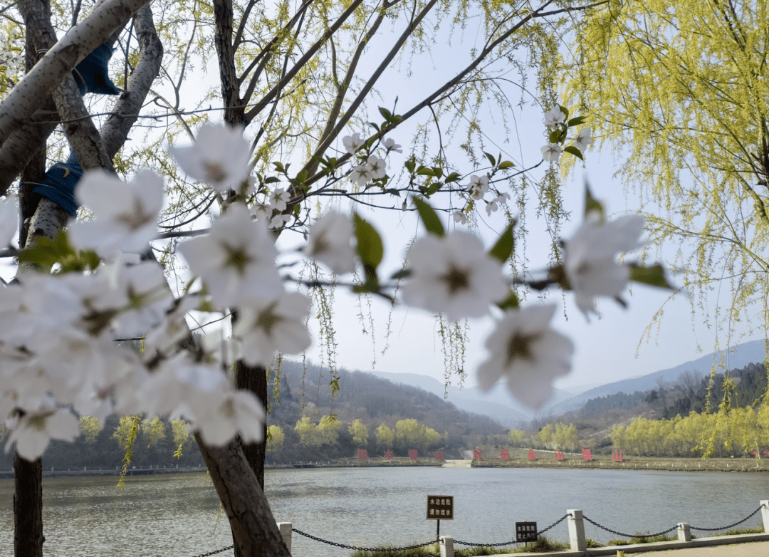 博山如月湖湿地公园图片