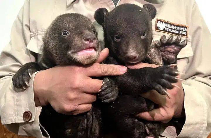 生的动物宝宝们，萌萌的样子惹人爱，春天就是要好好吃饭，努力生长呀！
