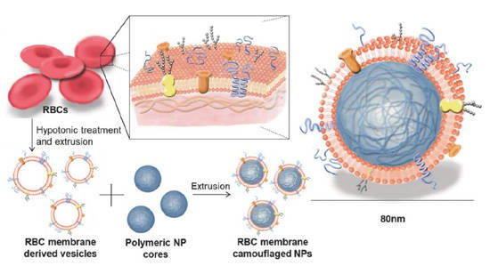 17红细胞膜仿生纳米颗粒保留了很多与原始红细胞膜同样的表面标志物