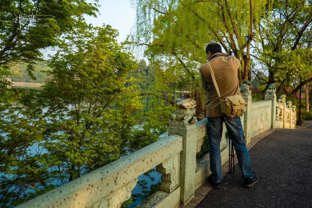 苏堤春晓，映波桥下锦鲤如织，难怪每天都有很多鸬鹚会在这里聚会