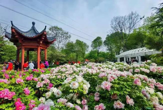 在原德州動物園搬遷舊址上改造提升,土培九大色系牡丹,輔植青松翠柏