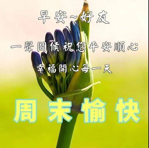 原創417星期六最新版早上好快樂祝福語錄大全早晨好漂亮祝福圖片鮮花