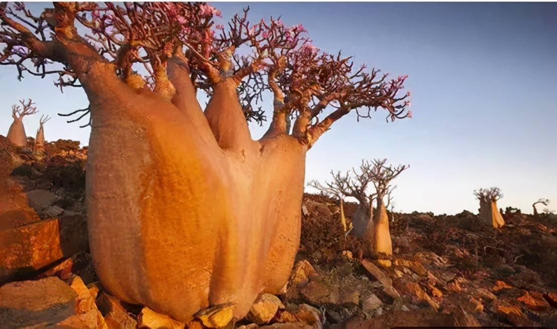 原创沙漠中的救命树能长10层楼高荒漠中遇到就不愁没水喝