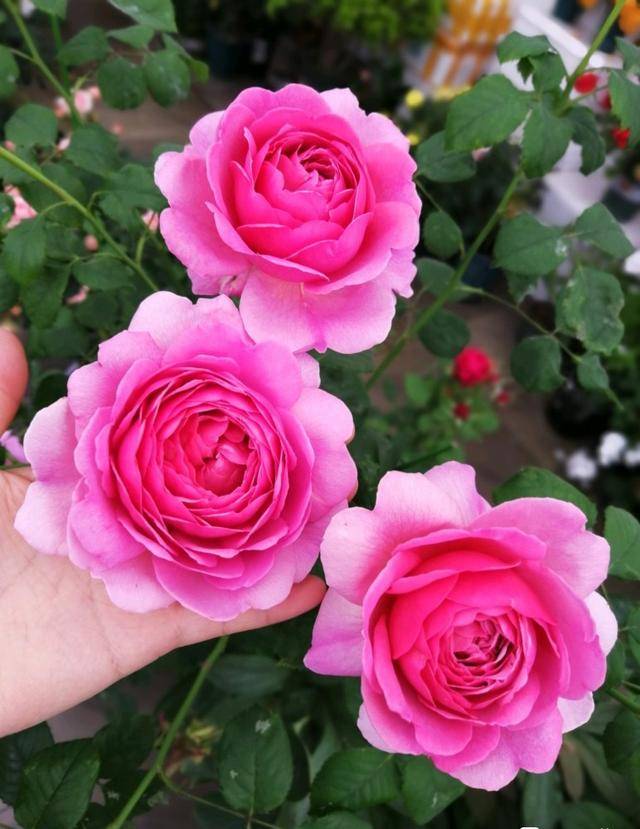 大花月季中的"开花机器",花朵鲜艳多姿,真的很漂亮