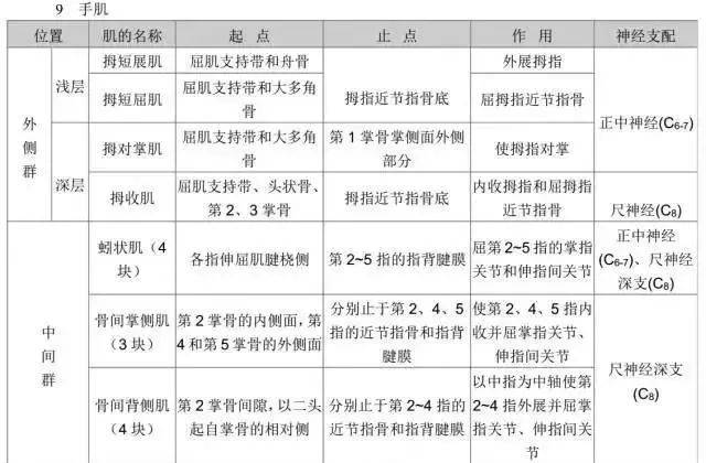 小腿肌分群,名稱,位置,起止點,作用與神經支配13,足肌分群,名稱,位置