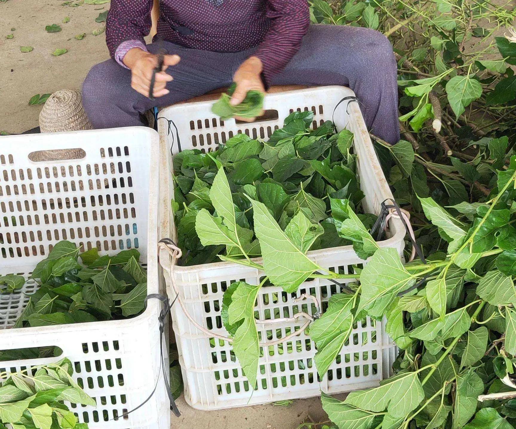 用家用水果榨汁机,用过滤袋或纱布滤过切碎的桑树叶子,滤过绿色汁