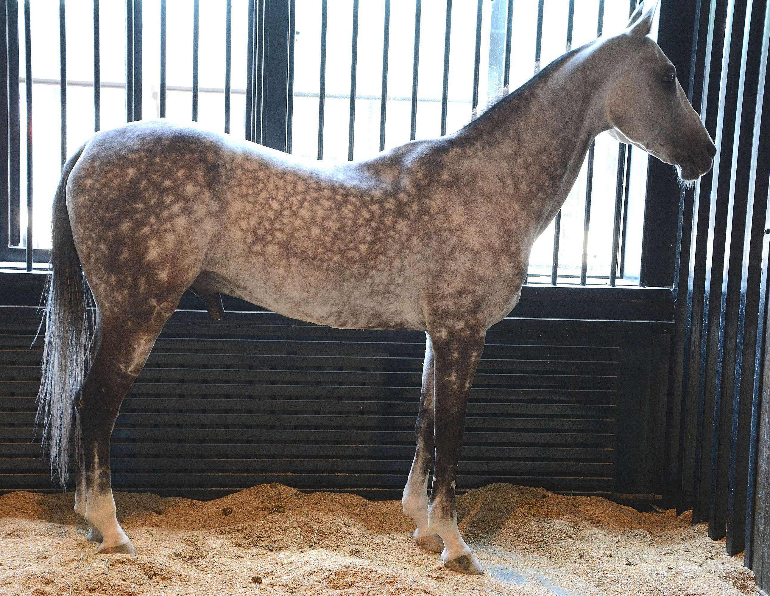 马是一个美丽而实用的品种,展现出了与纯种阿拉伯马相似的外貌特点