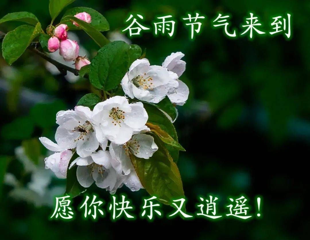 原创8张创意唯美的谷雨快乐早安问候语图片谷雨免打字朋友圈早上好