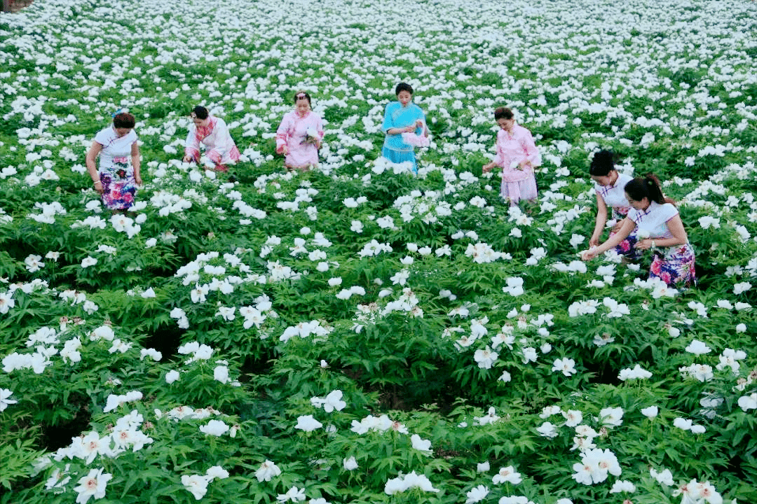 合阳县万亩油用牡丹托起乡村振兴梦图