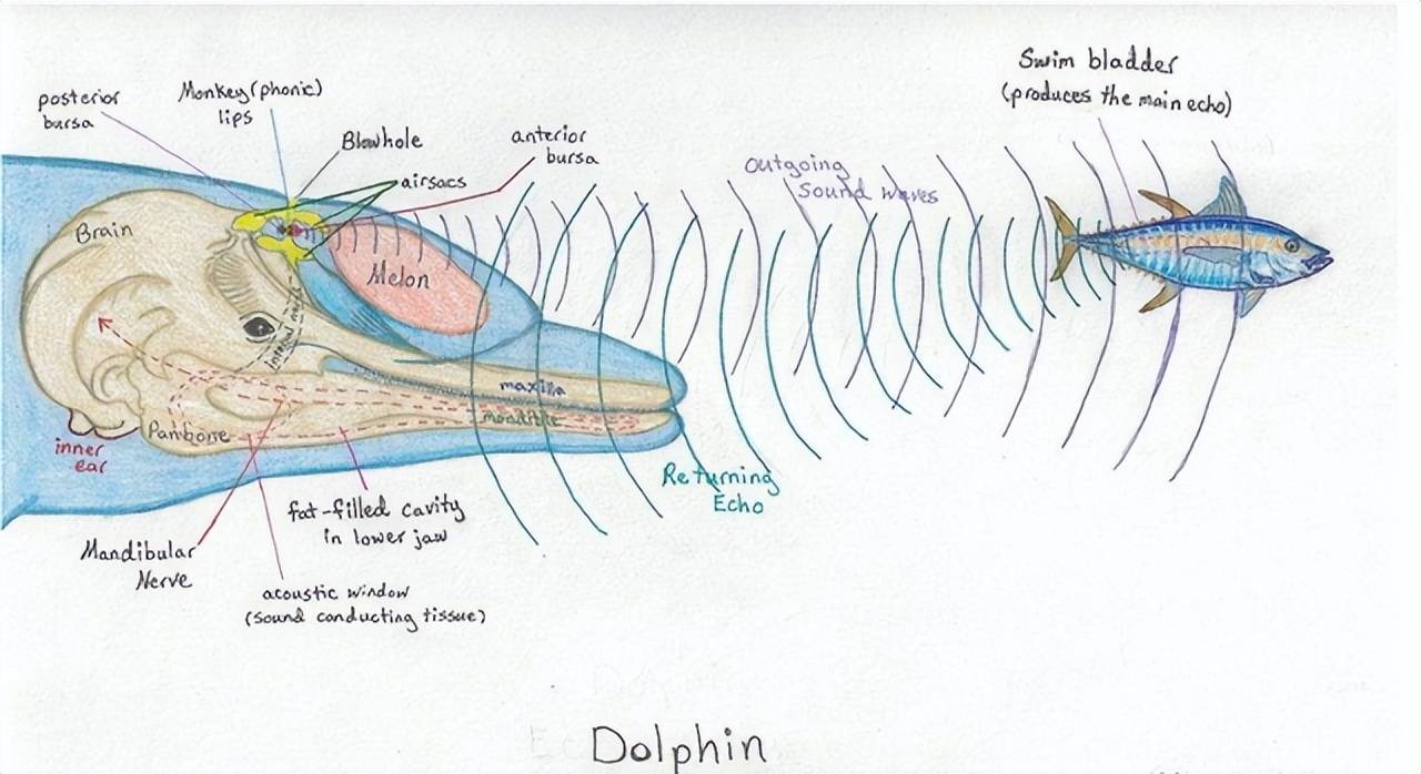 海豚声呐示意图图片