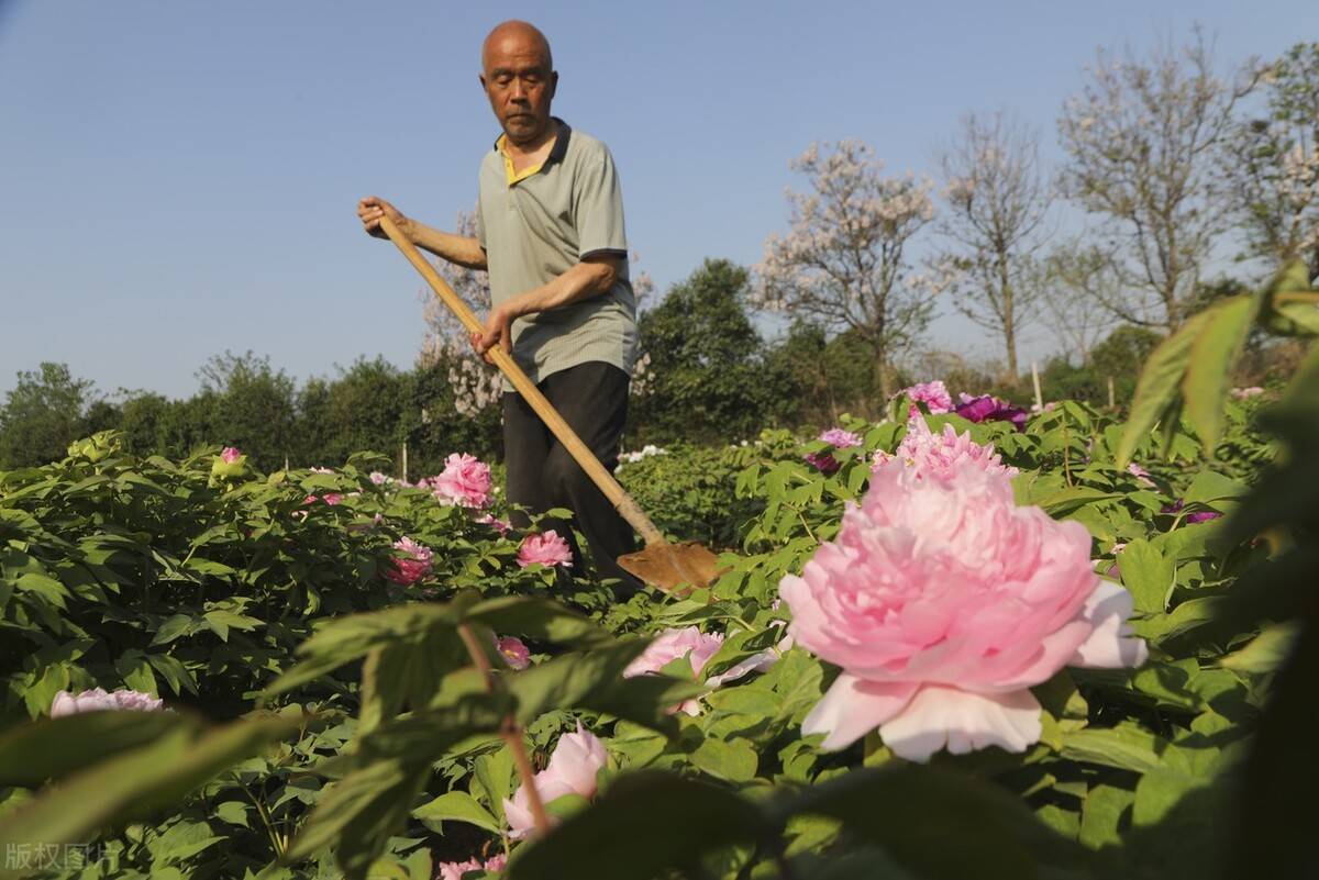 相约在洛阳，花香溢，人相逢。