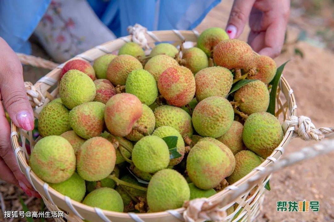 心动高州三月红荔枝上市了