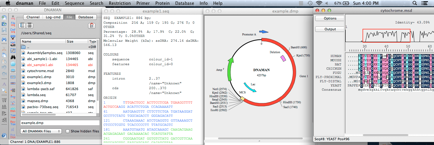 DNAMAN | 分子生物学应用软件插图2