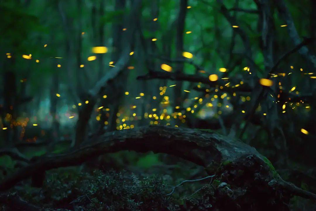 天台山萤火虫图片